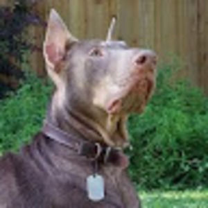 Meet your Posher, Paul